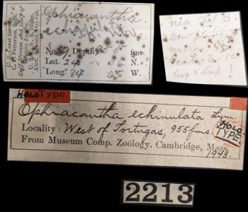 Media type: image;   Invertebrate Zoology OPH-1943 Aspect: labels